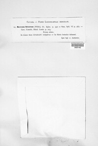 Stereum hirsutum image
